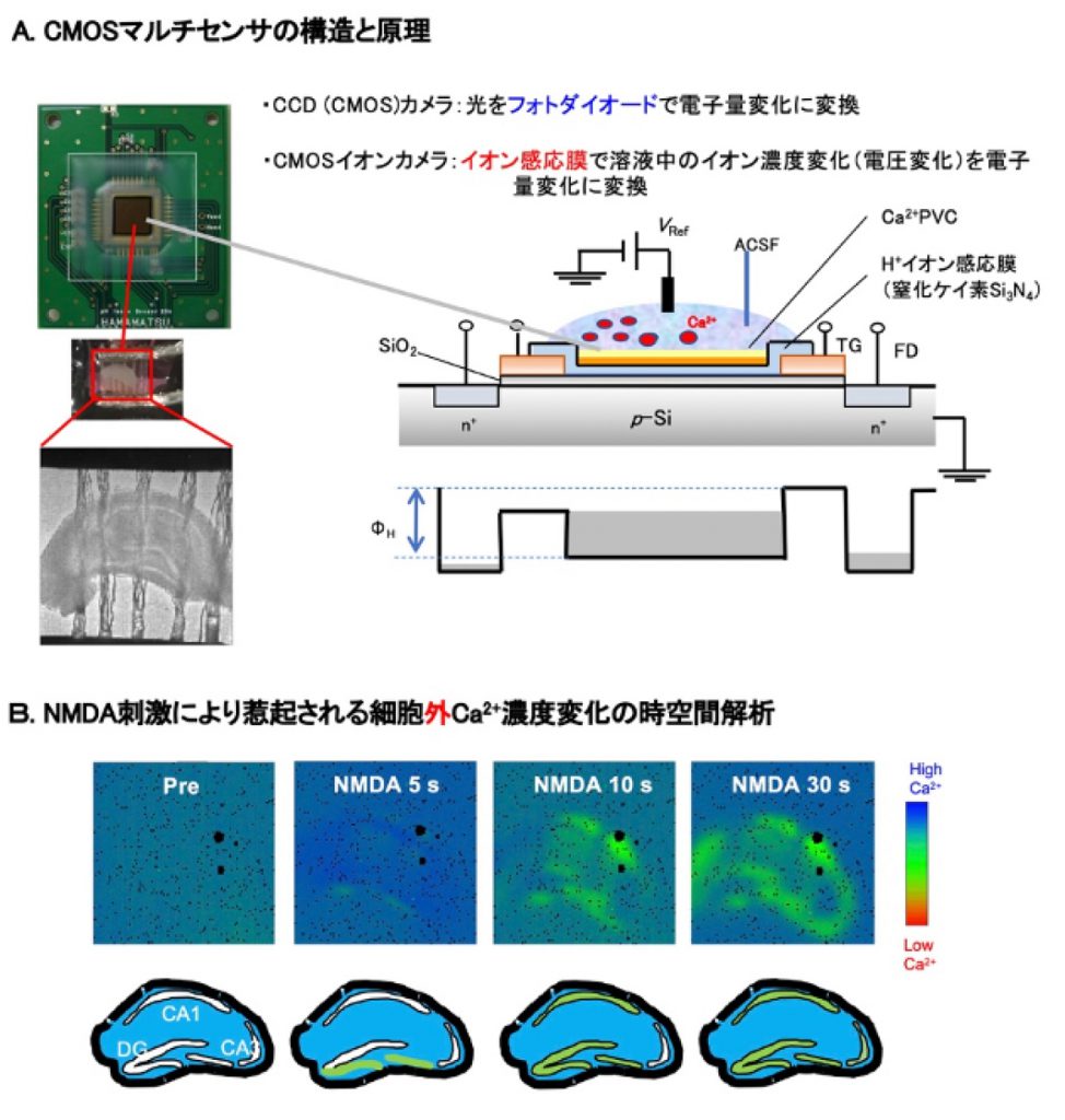 Project 03 グリア細胞の異常と疾患に関する研究 - Research 研究内容紹介 - 山梨大学大学院 総合研究部 医学域・山梨大学 ...